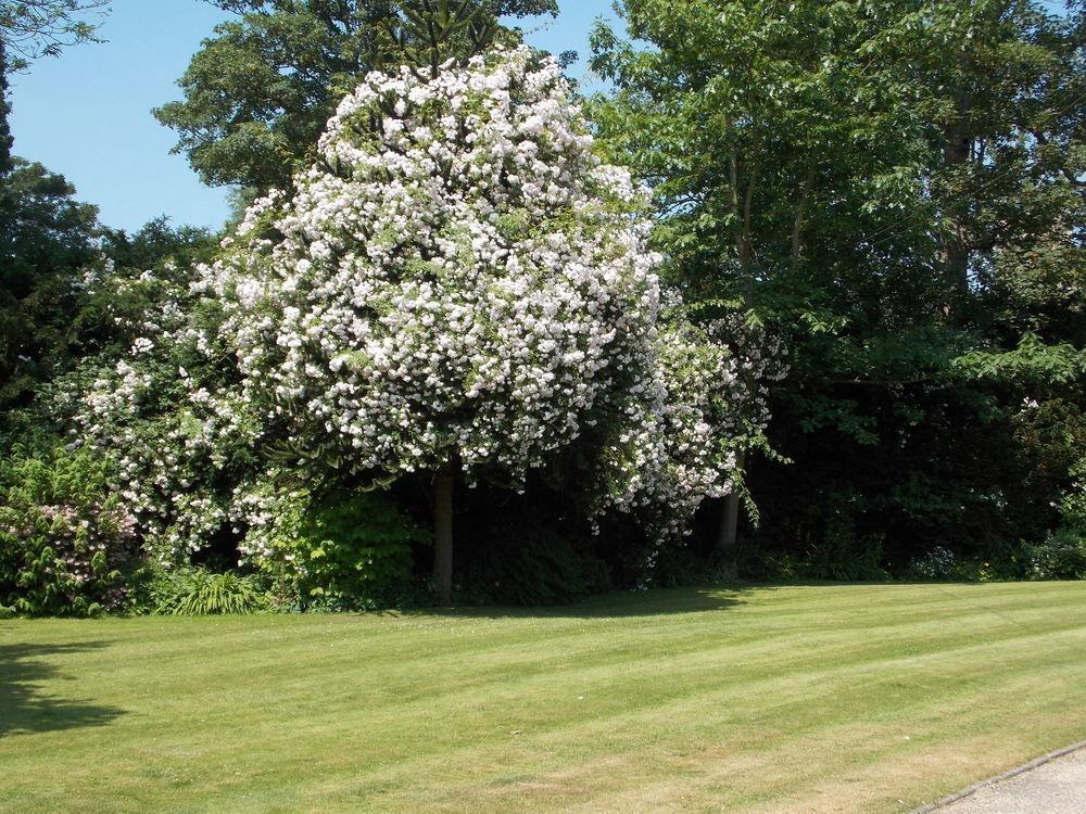 Rectory Manor Guest House Lavenham Exterior photo